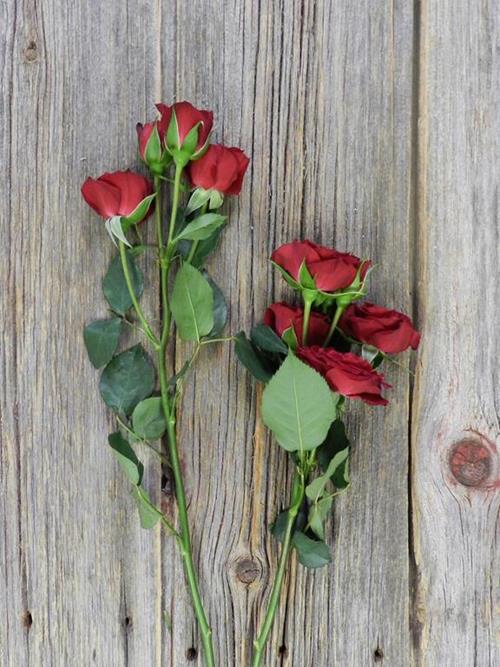 RED MIKADO   SPRAY ROSES